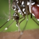 Aedes eggs can survive without water for 9 months