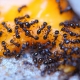 Ants Prevention - Pest Control