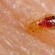 Effective Bed Bug Control