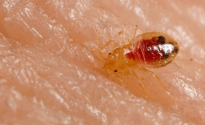 Effective Bed Bug Control