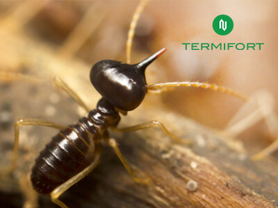 Termite