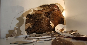 Termite control Singapore