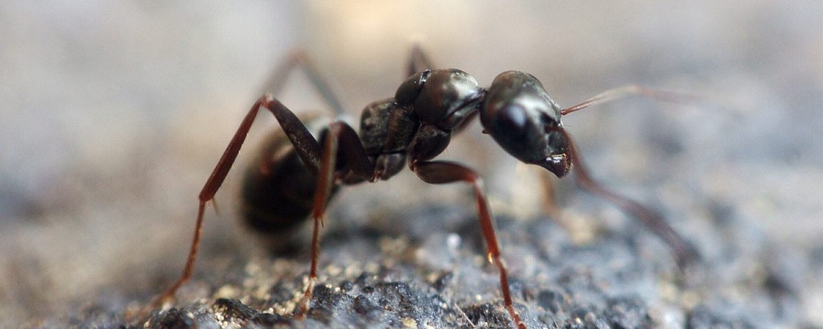 The IKARI Method to Ant Control – Effective and Eco-friendly IPM System