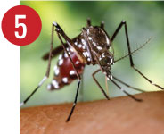 aedes-05-a