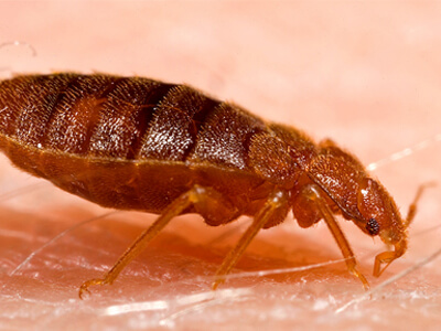 Bed bug bites treatment is available