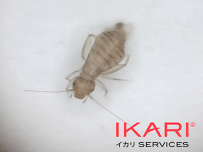 booklice ikari psocoptera order