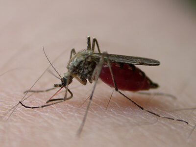 mosquito