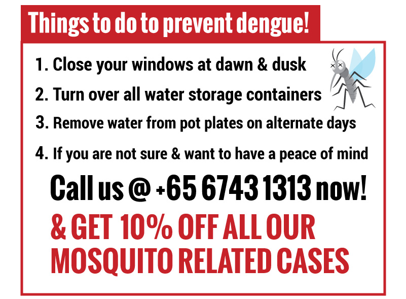 Things to do to prevent Dengue | IKARI – Solution to your pest problem